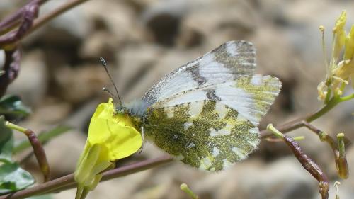 Réf. 361 853 : Euchloe simplonia